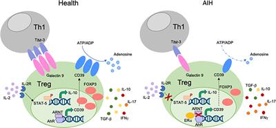 Dysfunctional Immune Regulation in Autoimmune Hepatitis: From Pathogenesis to Novel Therapies